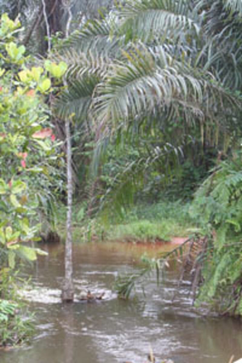 At this stream near Aboh Mbaise, Nigeria, in 1978 were the first baptisms in Nigeria. Here, Anthony