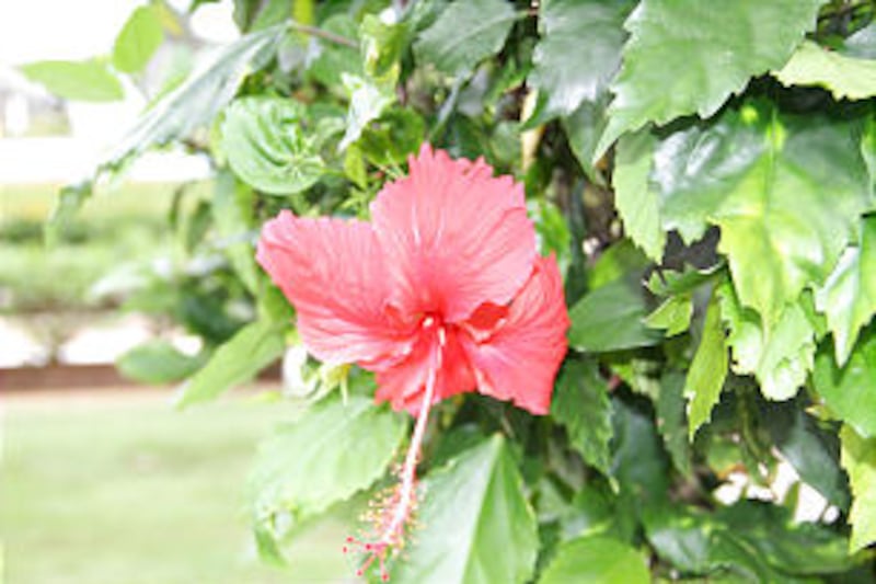 Bright colored hibiscus plants add beauty to Hawaiian community.