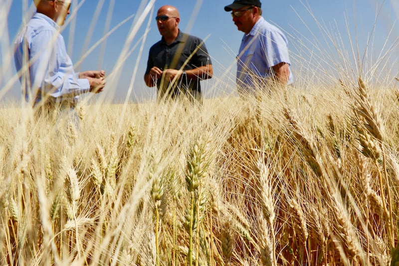 Waist-high durum wheat is ready for harvest at the Geraldine Montana Crops welfare farm.