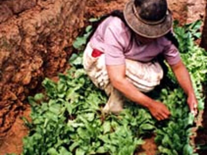 A student works in pankar-huyu, or a small underground greenhouse, in Bolivian highlands.