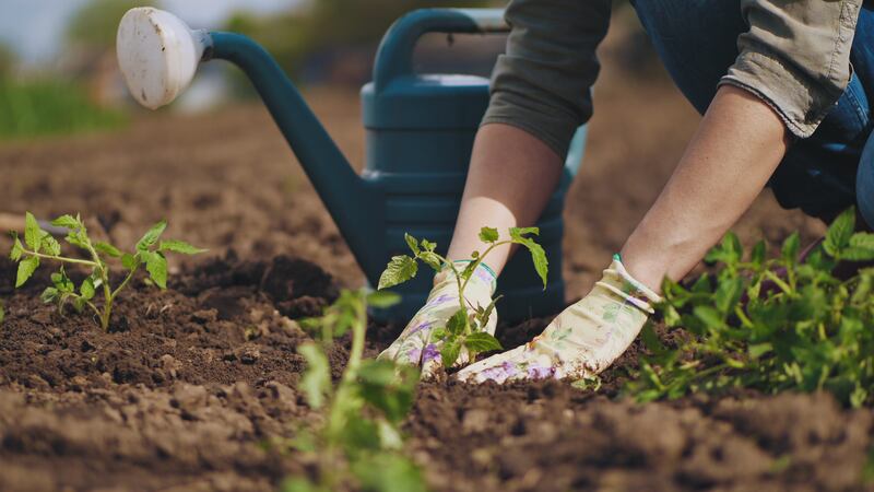 Farmer hands planting tomato seedling in the soil with a watering can in the background.