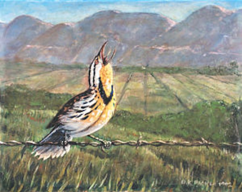 "Singing Meadowlark on Barbed Wire."
