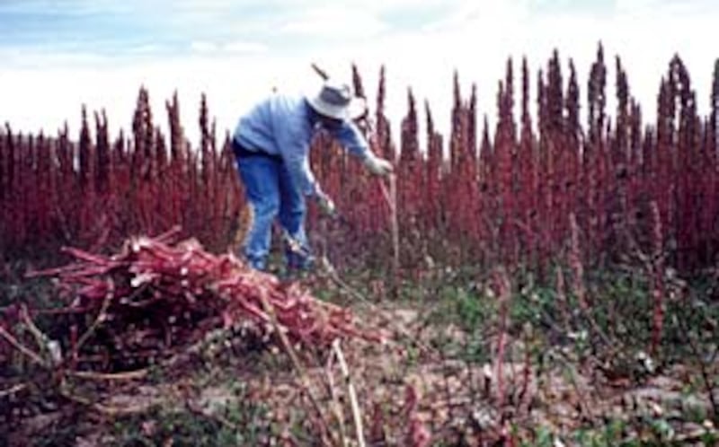 Quinoa, a native grain that is high in protein, is produced by Benson Institute to help strengthen n