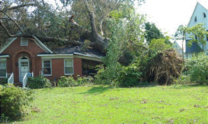 A tree is uprooted in North Carolina after Hurricane Irene struck the east coast on August 27.