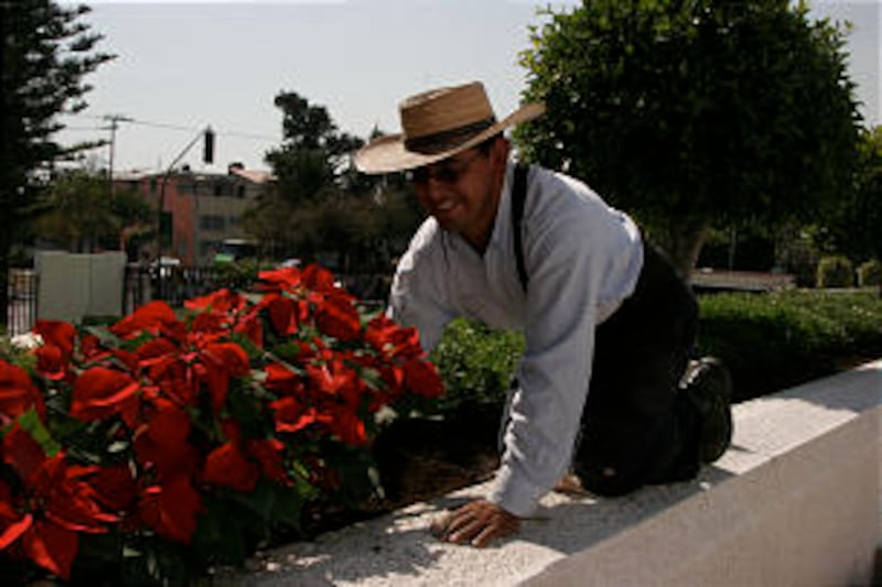 Worker labors in a poinsettia garden outside of Mexico City Mexico Temple. Twelve temples are in ope