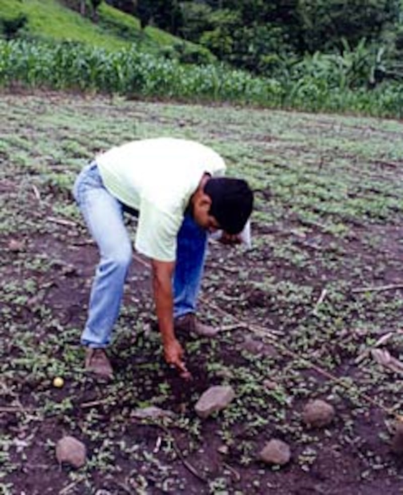 A University of San Carlos student plants seeds in Chiquimula, Guatemala.