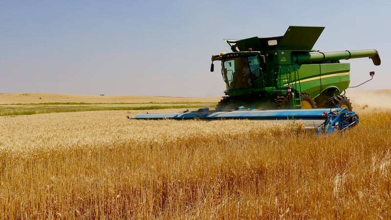 Farmer Bill Summer harvests durum wheat on Aug. 14, 2018, on the Church-owned Geraldine Montana Crop