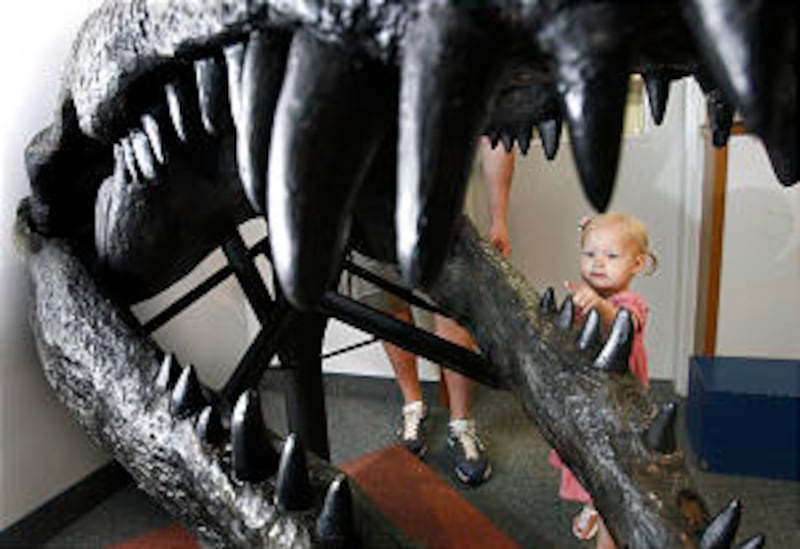 Abigail Simpson, 2, touches a large tooth of a giant crocodile skull at BYU's Paleontology Museum. W