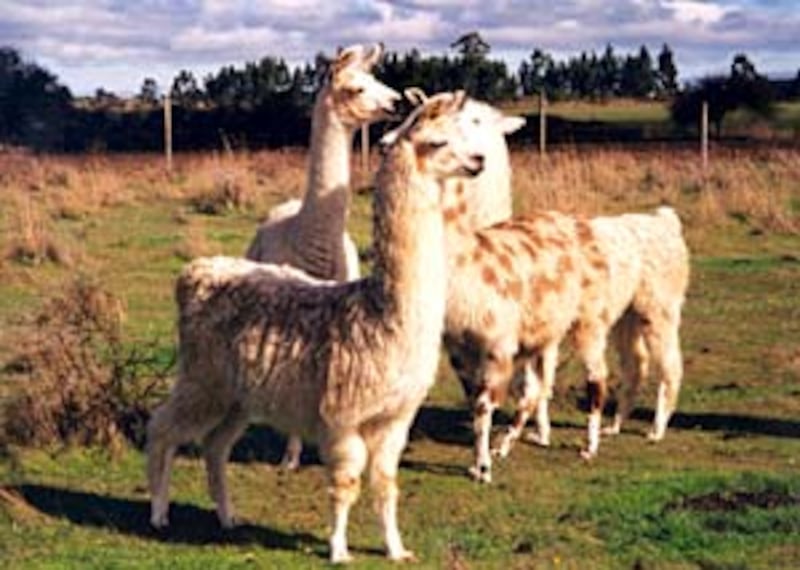 Above, camelids are part of Benson Institute research at Hidango Station in Chile.