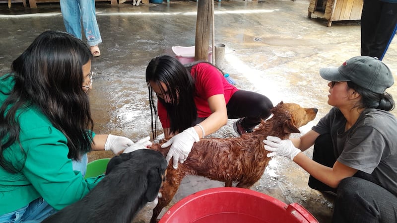 Members of the Church in Huánuco, Peru help clean animals and spaces at a dog shelter in June 2026.