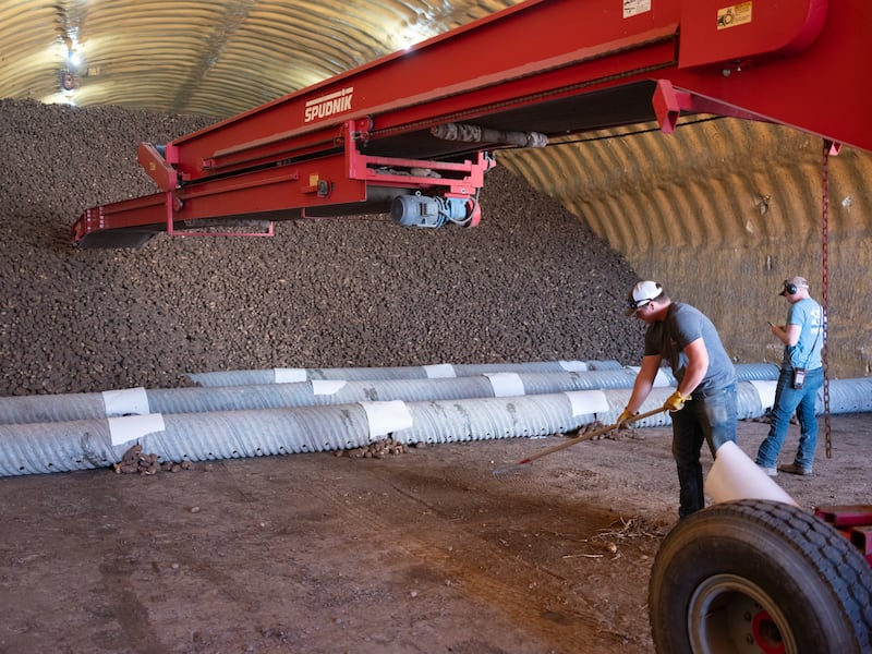 Workers pile potatoes in a shed at the Taylorview Crops Farm in Idaho Falls, Idaho.