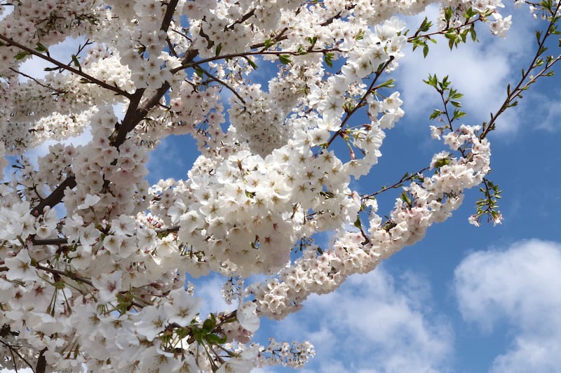 White blossoms on a tree.