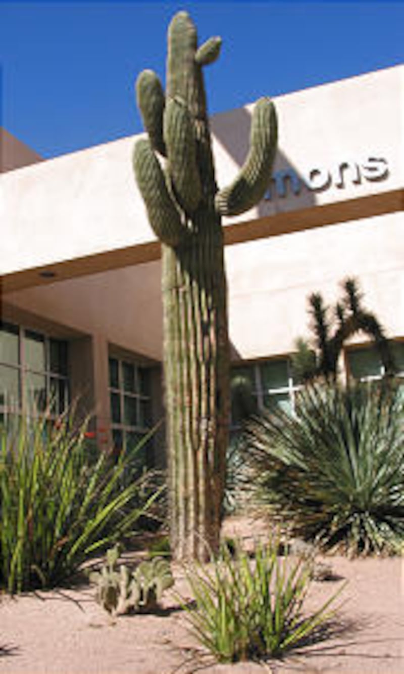 Xeriscaping on UNLV campus is evidence of its desert environment. Adjacent institute gives students