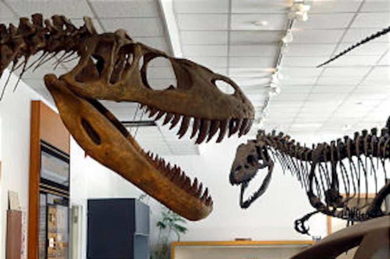 A sauropod killer at left, and a prehistoric pal, at right, are both on display at BYU's Paleontolog