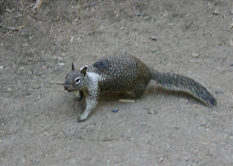 Yosemite is home to wildlife and scenic wonders.