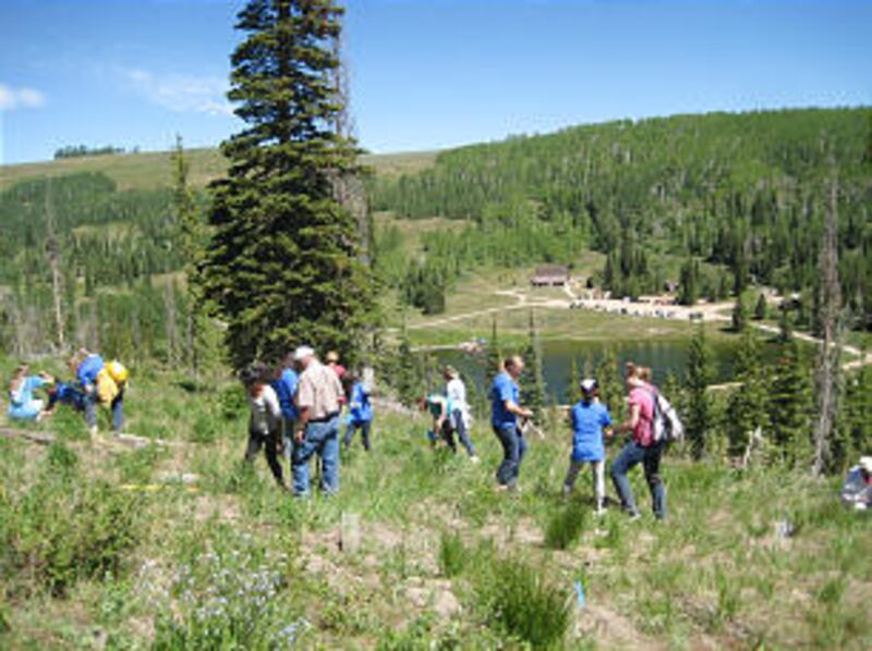 Young women from Provo and Orem stakes participate in a tree regeneration project on a mountainside