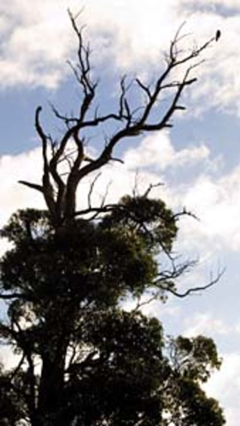 Much of land was forested with trees before settlers arrived in the mid-19th century.