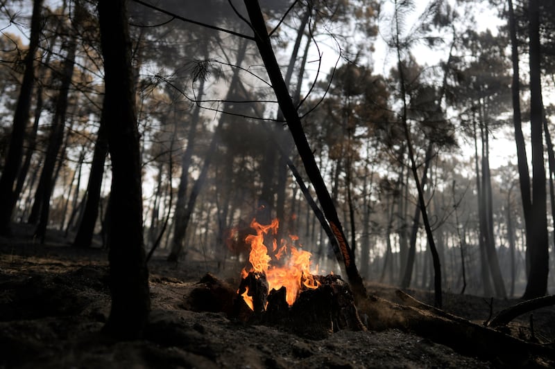 Burnt trees stand in an area scorched by a wildfire near Casavieja, Ávila province, Spain, Thursday, July 30, 2026.