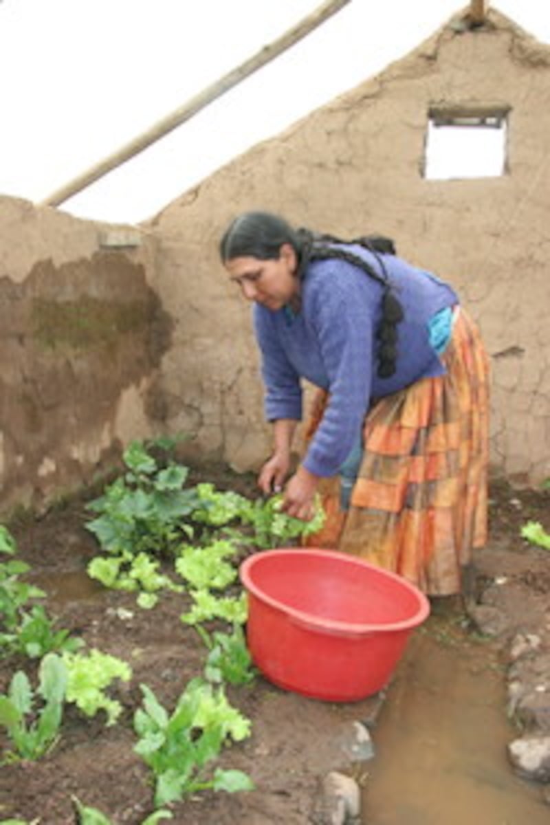 Bernita Choque picks leafy green vegetables from her underground greenhouse. The vegetables will be