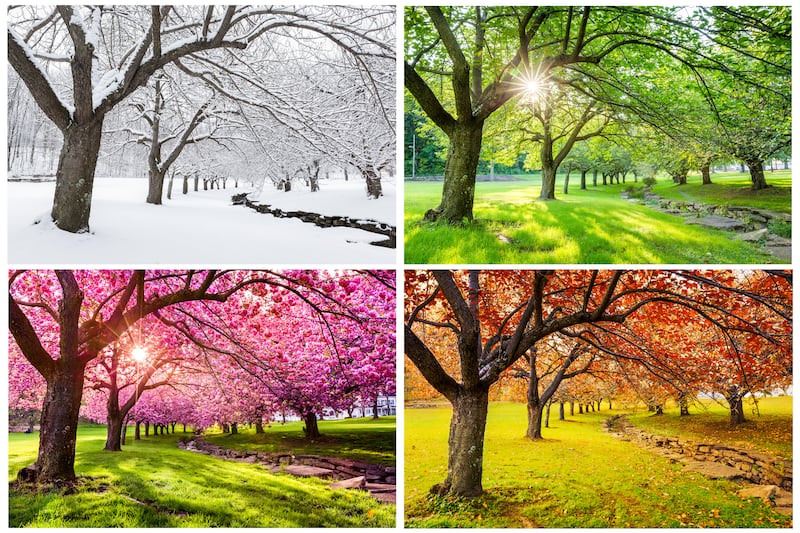 A tree over grass and a stream is seen in four seasons in four images. Clockwise from top left: Covered in snow; green leaves and grass; orange leaves and yellow-green grass; pink leaves and green grass.