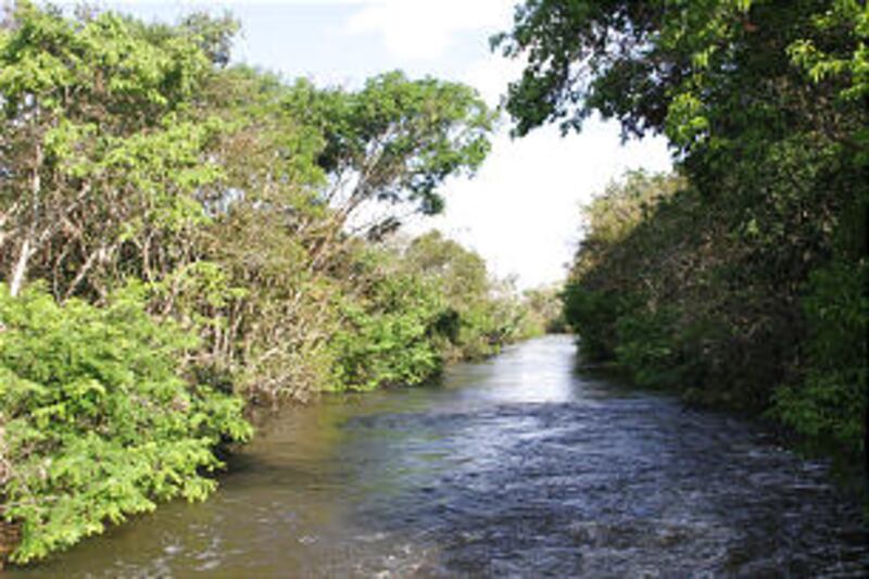 Waterway off the Amazon River displays lush green foliage and native plants and animals in northern