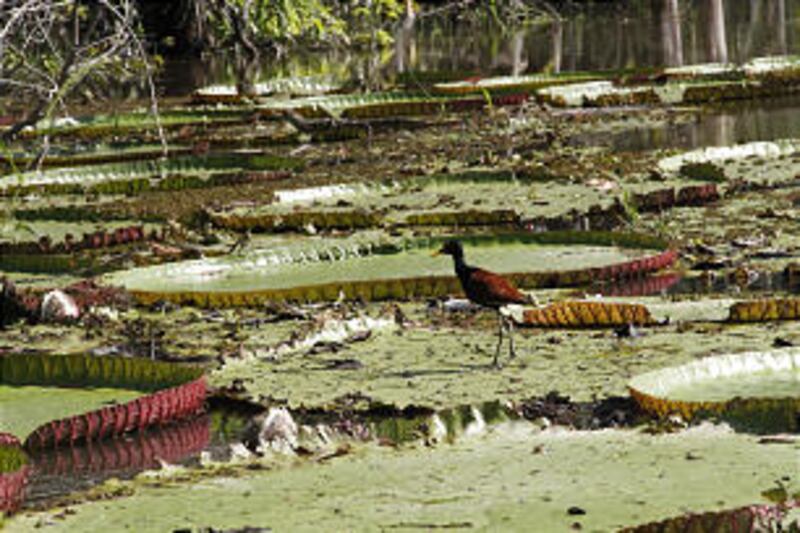 Native bird walks on a species of flowering plants floating on the waters of the Amazon River.