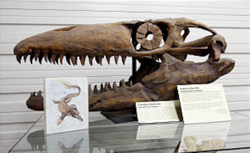 The skull of prognathodon stadtmani, "Lizard of the Sea," on display.