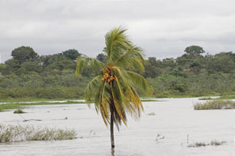 Since the first stake was organized in Manaus, Brazil, in 1988, The Church of Jesus Christ of Latter