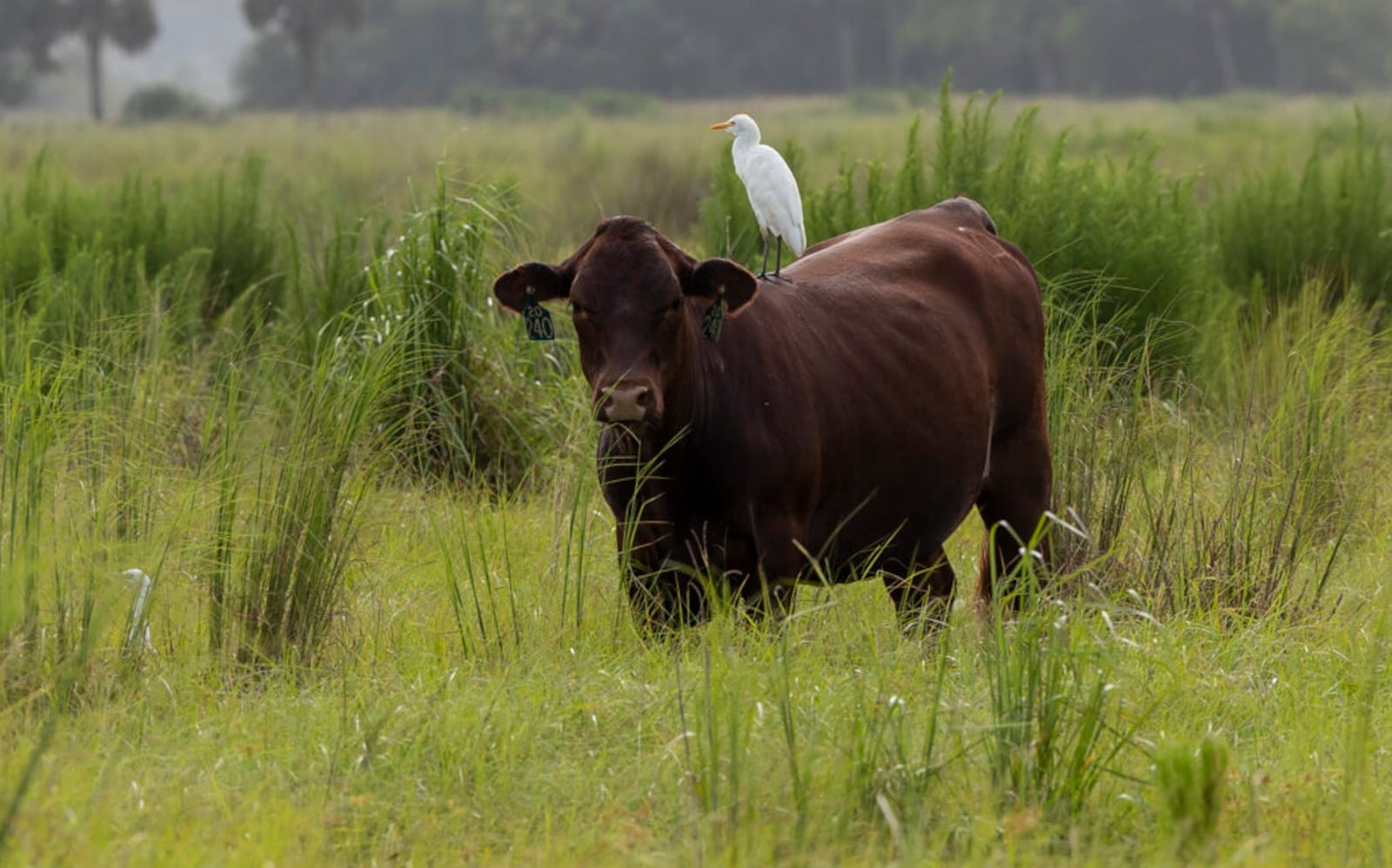 How Deseret Ranches of Florida — one of the largest U.S. cow-calf ...