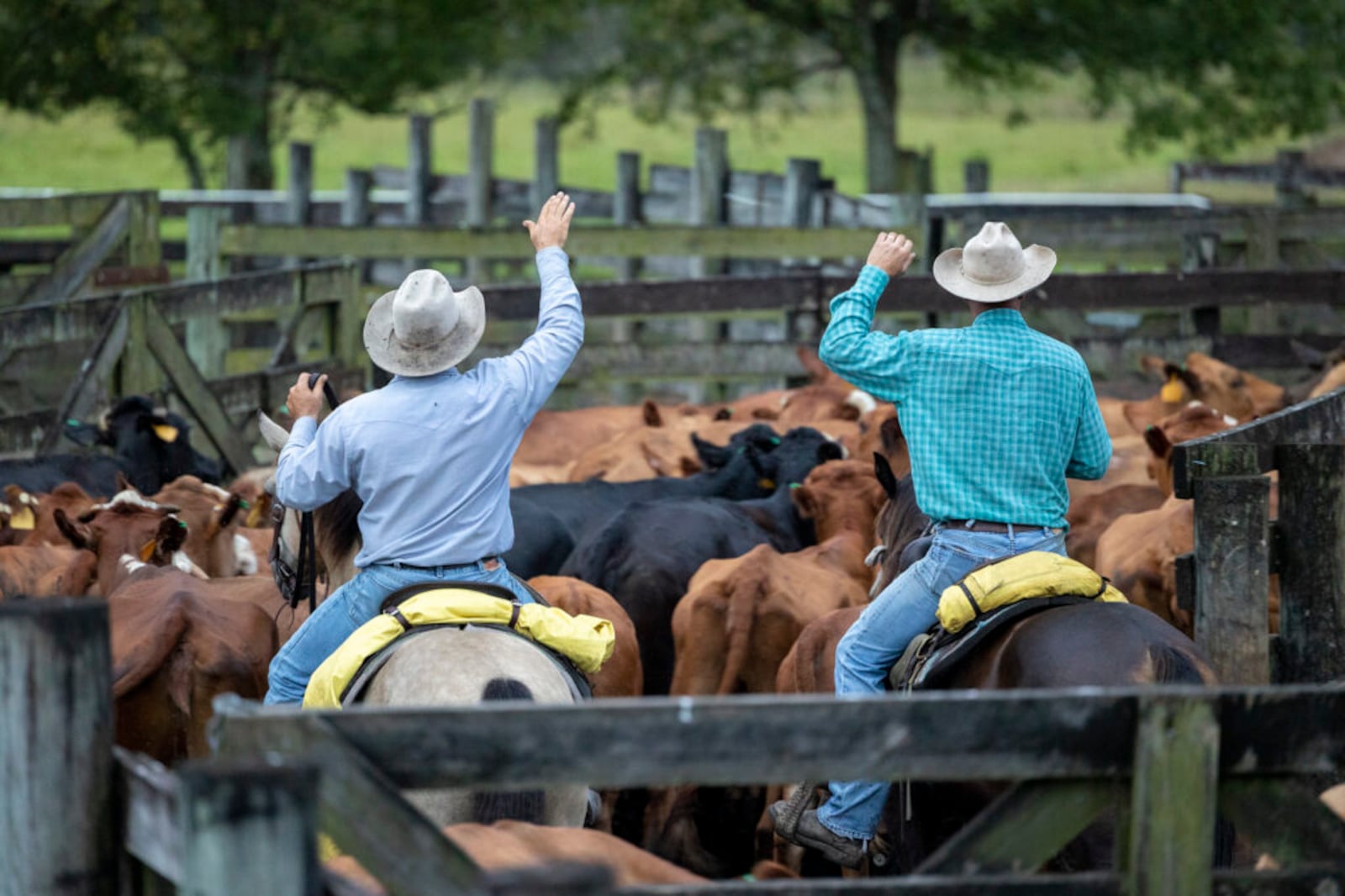 How Deseret Ranches of Florida — one of the largest U.S. cow-calf ...