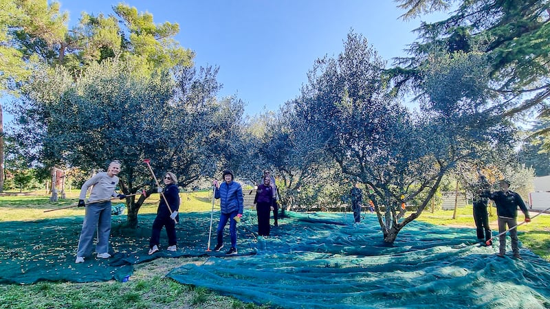 Missionaries from the Adriatic North Mission help clean up an area of olive trees at the Debeli Rtič Health Resort on the Adriatic Sea in Slovenia on Friday, Nov. 7, 2025. They harvested olives, cleared out undergrowth and restored benches.