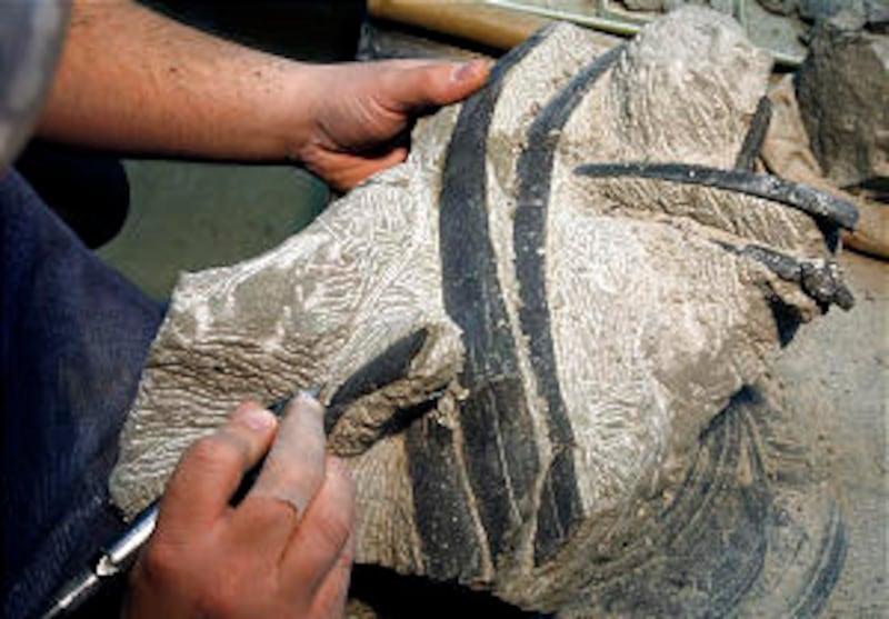 Dan Burk, a former BYU student, works to uncover ribs of a brontothere mammal. The Provo, Utah, muse