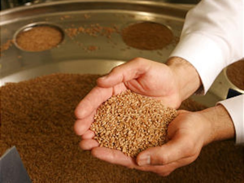 Deseret Mill manager Bill Dutton holds wheat which will be canned at the Kaysville plant Jan 15, 200