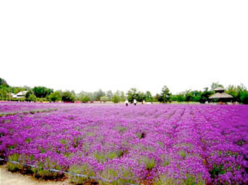 Japan Sapporo Mission missionaries walk through lavender field.