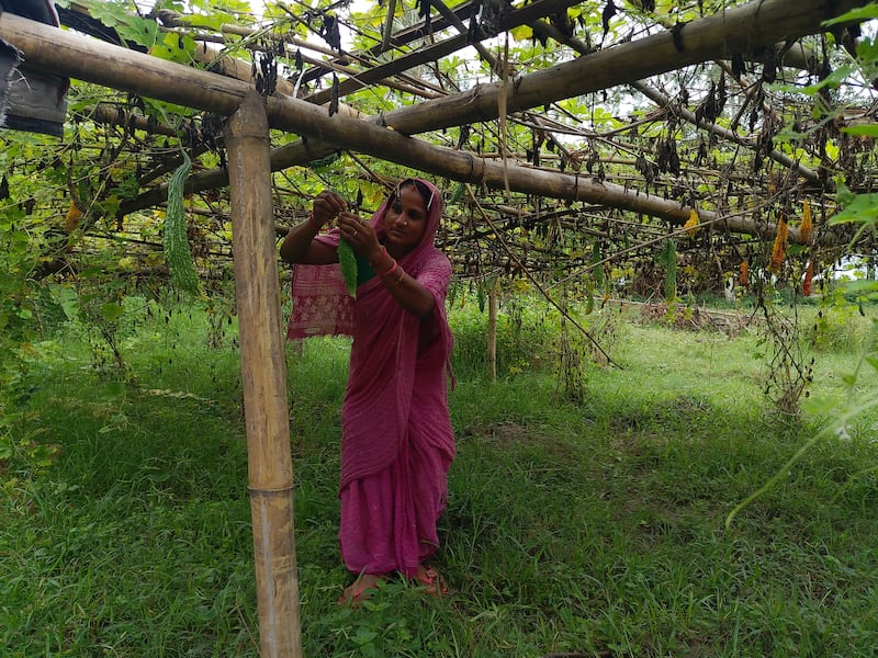 Ritu Devi Mandal stands with her garden in Saptari, Nepal.