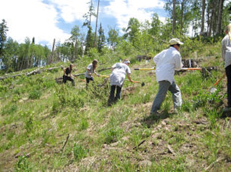 Young women from four stakes in Provo and Orem, Utah, spent the day planting Blue Spruce, Engelmann