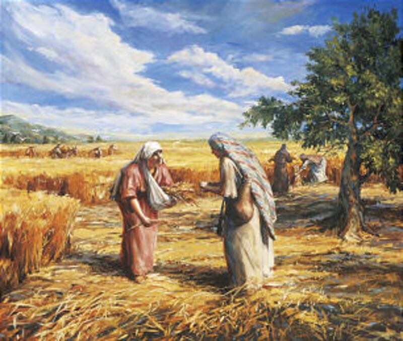 Ruth gleaning in the fields.