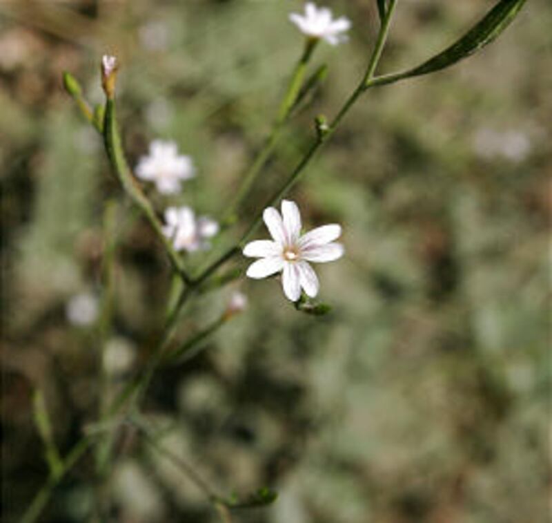 A delicate flower grows in contrast to the massive, rugged mountains surrounding it in Yosemite Nati