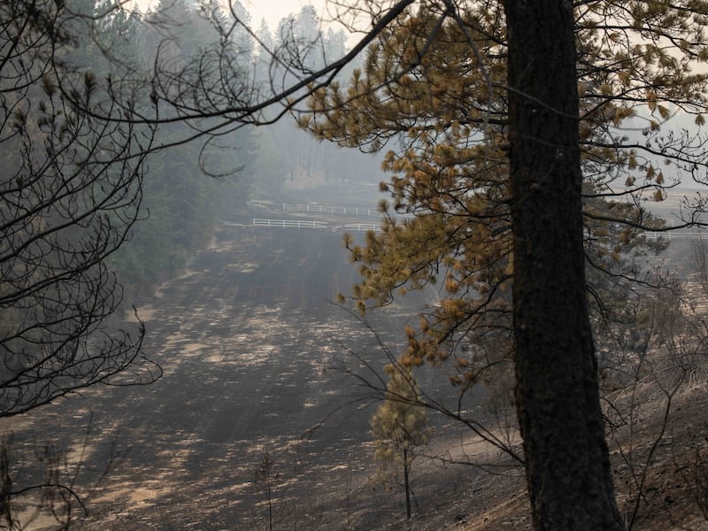 Burned trees and ash are left in an area damaged by the Spokane Complex Fires is shown in Spokane, Washington, on Monday, Aug. 3, 2026.