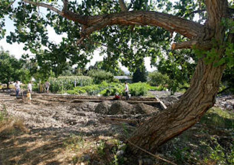 Members of the Battle Creek 2nd Ward in Pleasant Grove, Utah, work in the ward's garden.