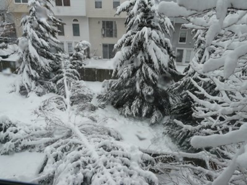 A huge pine tree, its branches weighted down by heavy snow, was one of many trees that came down dur
