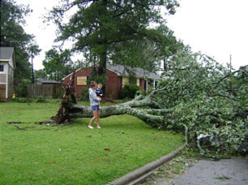 A tree is uprooted in North Carolina after Hurricane Irene struck August 27.