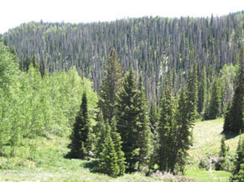 Thousands of spruce trees were damaged by an invasion of spruce bark beetles at Camp MIA Shalom in U
