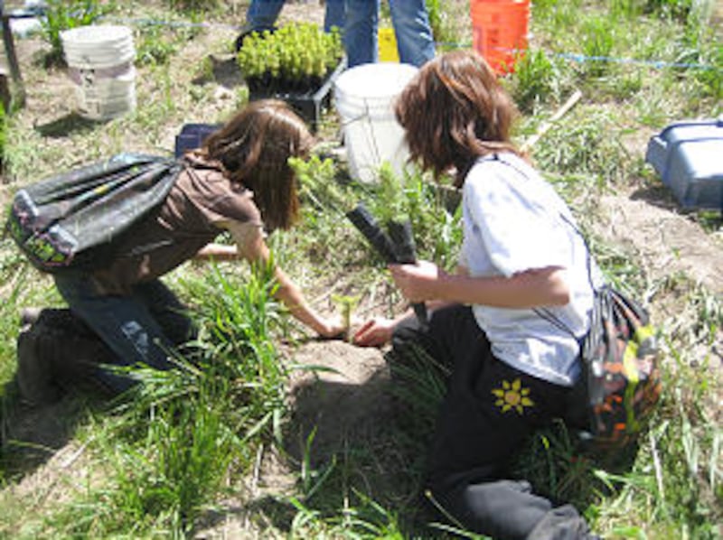 Young women work to plant trees in a regeneration project at Camp MIA Shalom in Central Utah.