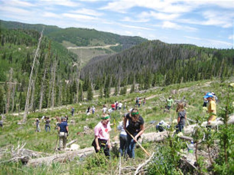 Young women from stakes in Provo and Orem in central Utah spend time at camp planting 400 seedlings