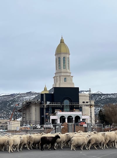 Sheep walk past the Ephraim Utah Temple in Ephraim, Utah, during its construction. Val and Linda Hill, who served as special project missionaries at the temple site took photos like this to document the temple's construction.