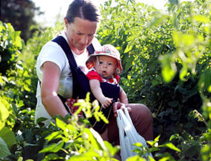 Kathy Anderson, with her three month old daughter Ever, pick green peppers from the garden as member