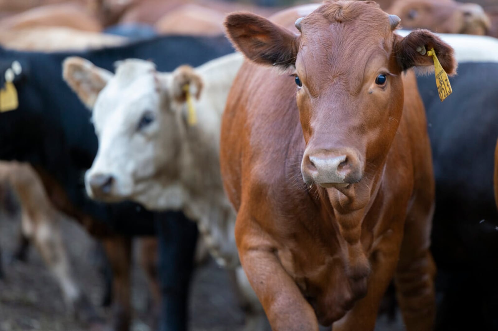 How Deseret Ranches of Florida — one of the largest U.S. cow-calf ...