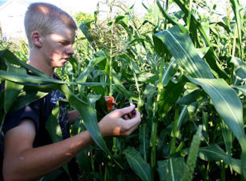 Collin Adkins of the Battle Creek 2nd Ward drops mineral oil on the corn cobs to help keep bugs from